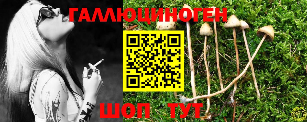 Псилоцибиновые грибы Psilocybe Гудермес